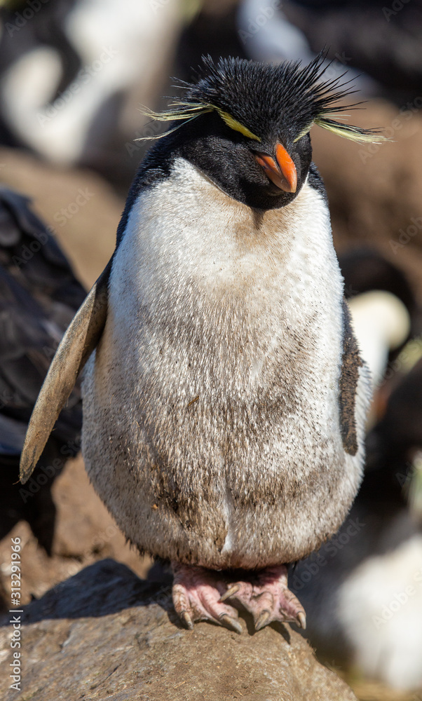 Naklejka premium Messy Rockhopper penguin, Falkland Islands