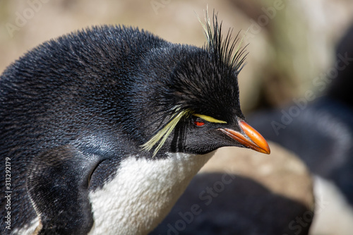 portrait of a Rockhopper penguin
