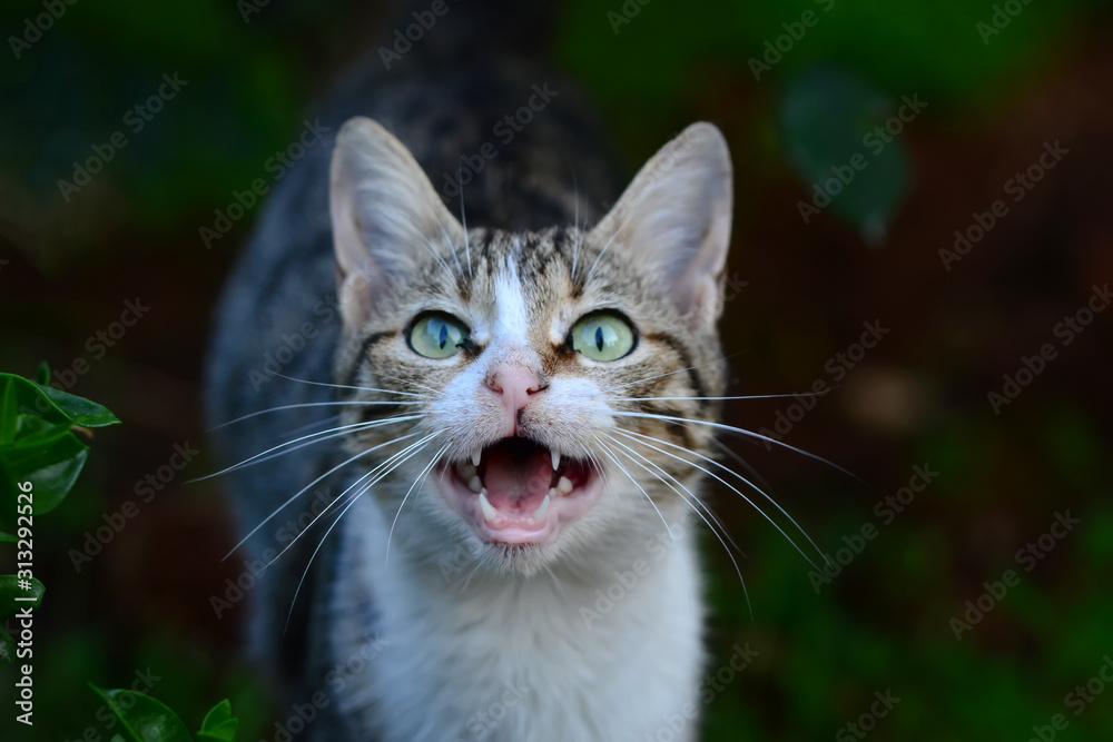 Gray cat portrait . stray cat looking camera in street . green eyes animals