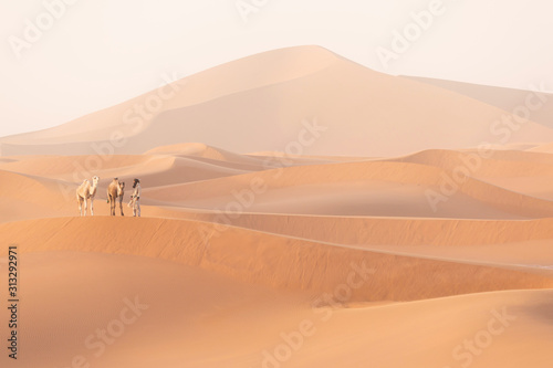 Bedouin and camel on way through sandy desert Nomad leads a camel Caravan in the Sahara during a sand storm in Morocco Desert with camel and nomads Silhouette man Picturesque background nature concept