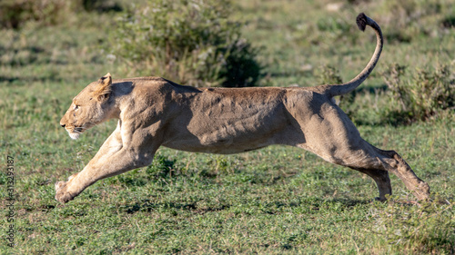 Lioness running in full stride