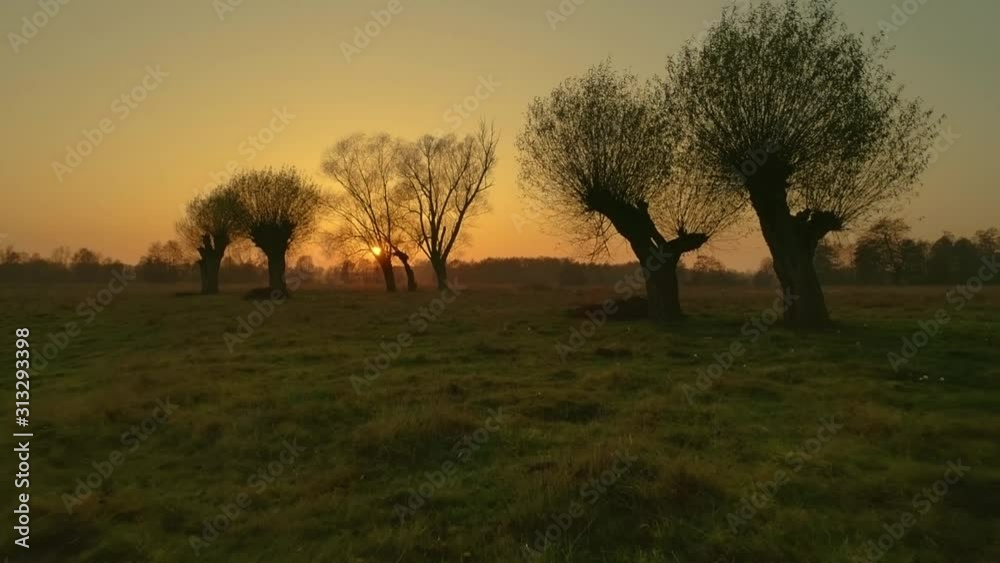 Dreamy, filmic, fantasy landscape in Poland. Wkra river bank at sunset with old willows silhouettes against setting sun. Dreamy, filmic, fantasy landscape in Poland. Wkra river bank at sunset with old willows silhouettes against setting sun.
