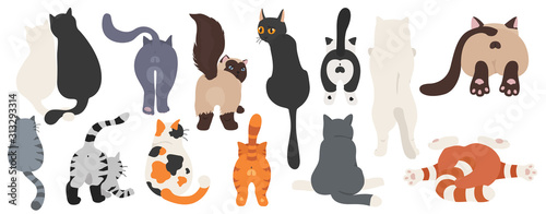 Cats poses behind. Cat`s butts. Flat design clipart