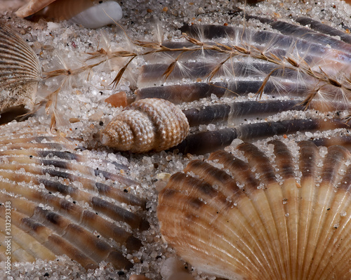 Seashells closeup in sand