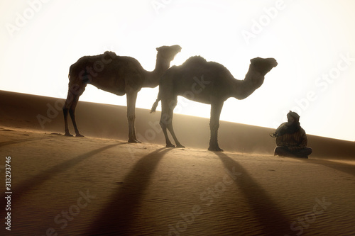 Canvas Print Bedouin and camel on way through sandy desert Nomad leads a camel Caravan in the