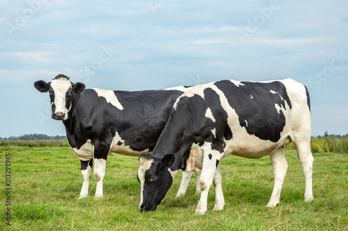 Two black and white cows standing upright and grazing in a field under a blue sky and a straight horizon.