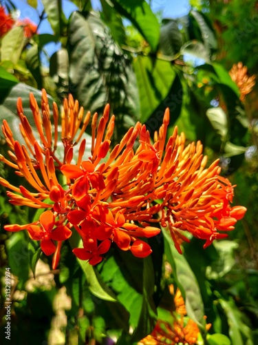 Beautiful orange four petal flower with same other flower before the growth