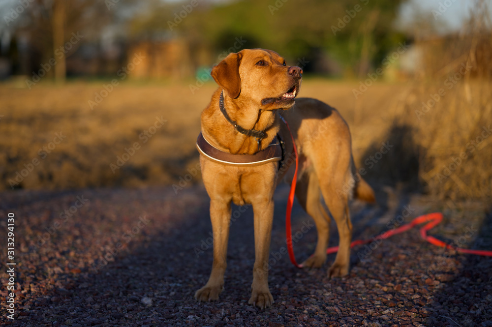 Fuchsroter Labrador Retriever in der Morgensonne Fuchsroter Labrador Retriever in der Morgensonne