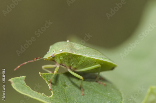 Nezara viridula southern green stink bug green hemiptera mimetizes in the grass and if you bother it releases a smelly gas on it parasitic diptero eggs