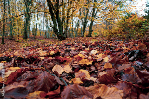 Colorful fall foliage in the forest