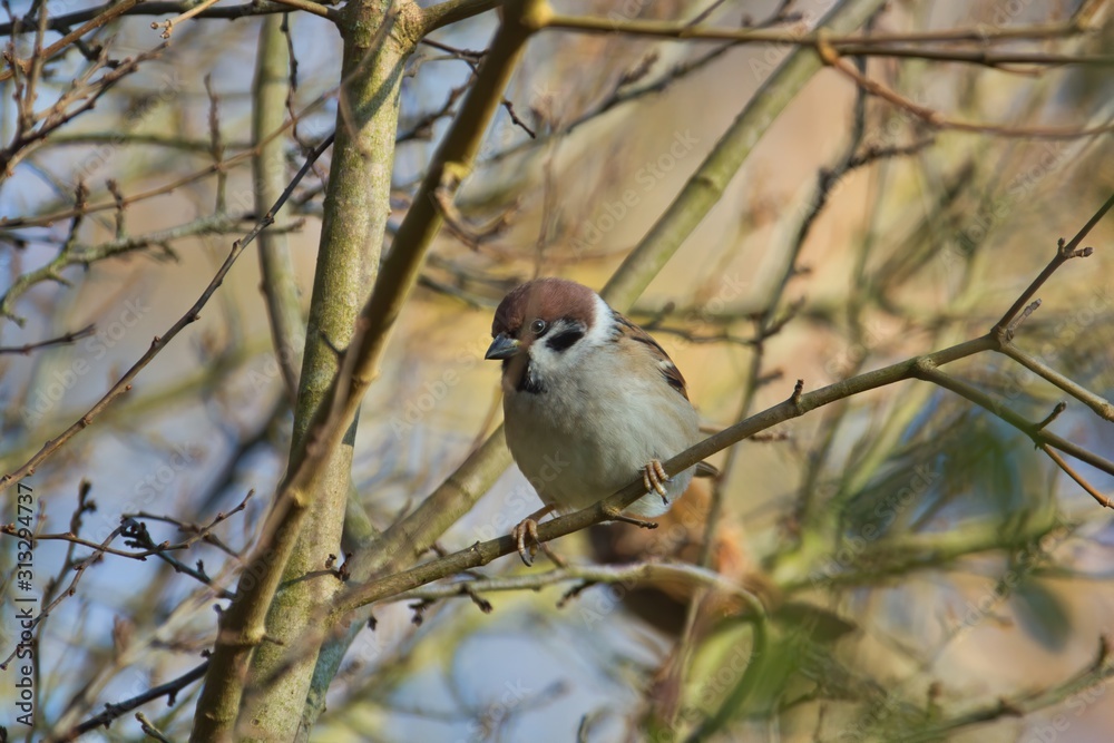 Ein Feldsperling / Feldspatz / Spatz sitzt bei Sonnenschein und warmen Licht im Herbst auf einem Ast, Passer montanus Ein Feldsperling / Feldspatz / Spatz sitzt bei Sonnenschein und warmen Licht im Herbst auf einem Ast, Passer montanus