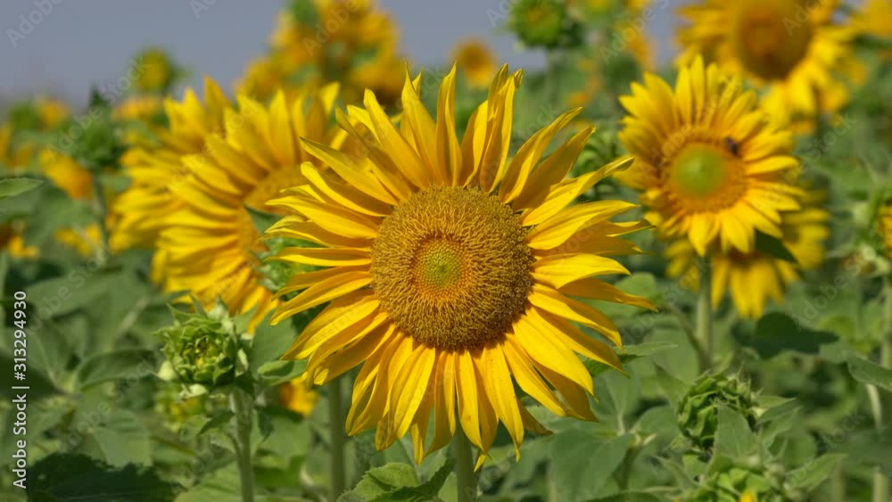 Sunflower (Helianthus annuus), close up of the flower head Sunflower (Helianthus annuus), close up of the flower head