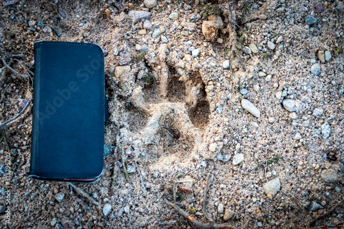 Wolf paw print with size comparison. Filipstads kommun / Varmland / Sweden photo