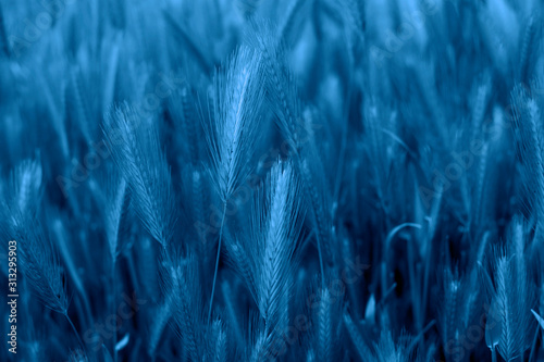 Foto Spikelets field trendy blue color year 2020 classic blue