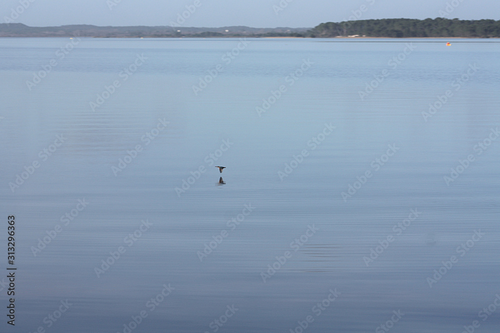 Eisvogel fliegt über eine glatten See
