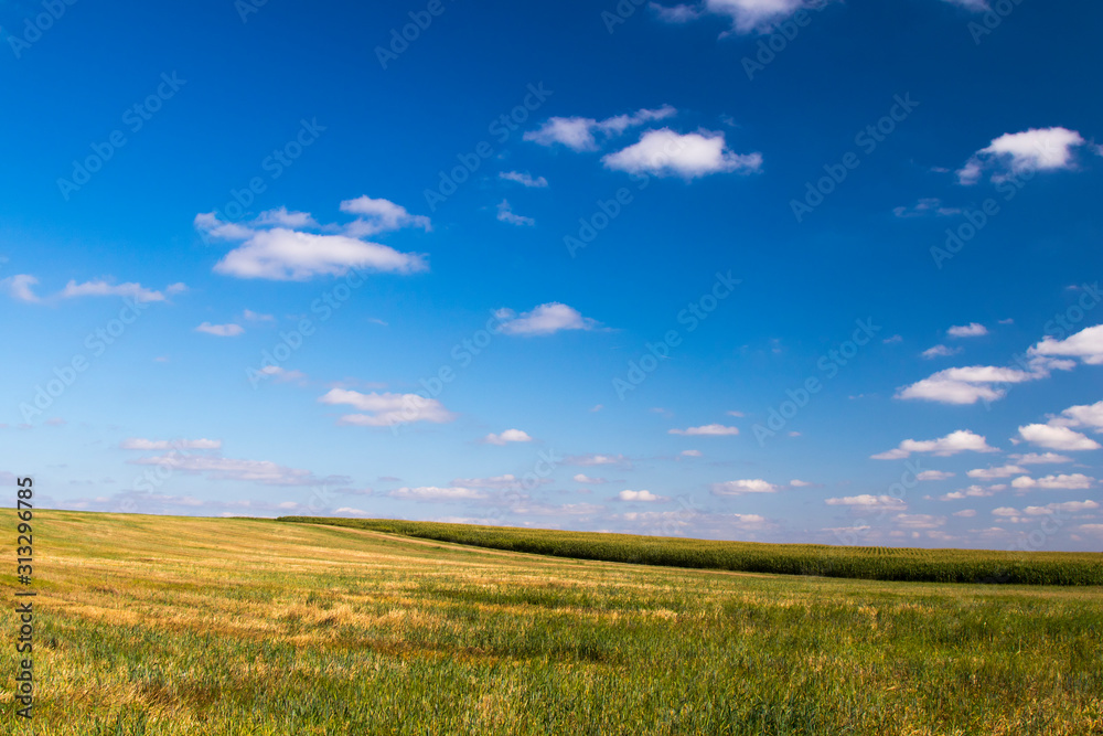 Summer field with grass, nature background
