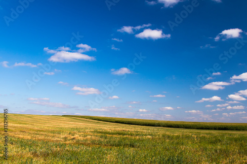 Summer field with grass, nature background