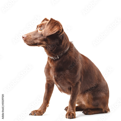 Fototapeta Naklejka Na Ścianę i Meble -  Homeless breedless dog with big ears on a white background
