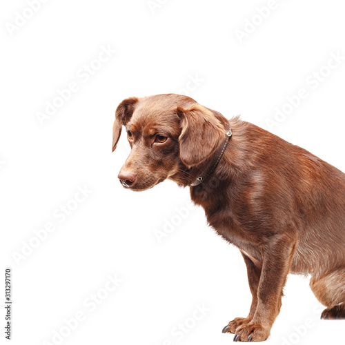 Fototapeta Naklejka Na Ścianę i Meble -  Homeless breedless dog with big ears on a white background