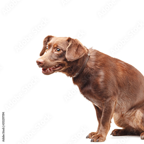 Homeless breedless dog with big ears on a white background