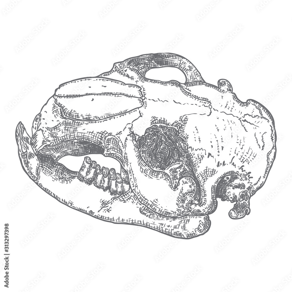 Beaver skull. Dead animal engraving hand drawing head skull . Sketch Boho  style tattoo. Vector. Stock Vector | Adobe Stock