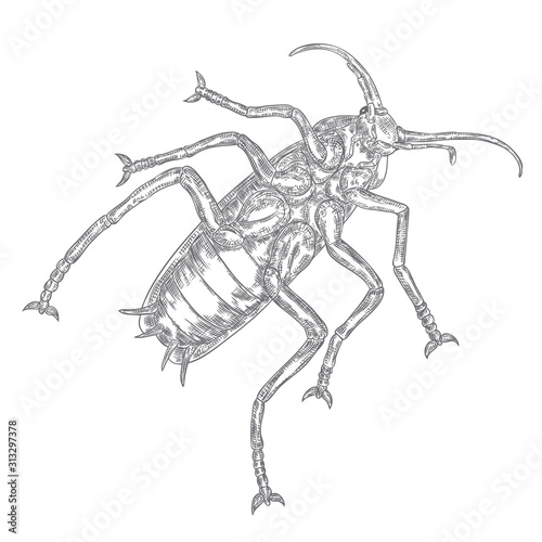Hand drawn cockroach on white background. Isolated insect for Halloween. Vector