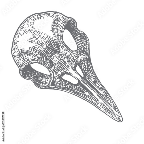 Crow skull. Hand drawn bird skull, line art sketch of raven animal head. Drawing by hand Boho style. Witchcraft, voodoo magic attribute for Halloween. Vector.
