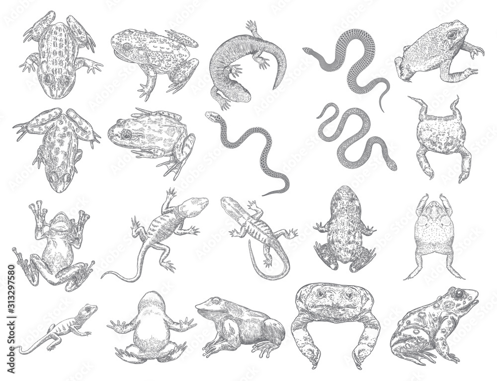 Large set of reptiles frog, toad, lizard and snakes. Stylized drawing of decorative drawn witchcraft, voodoo magic attribute. Illustration for Halloween. Vector Large set of reptiles frog, toad, lizard and snakes. Stylized drawing of decorative drawn witchcraft, voodoo magic attribute. Illustration for Halloween. Vector