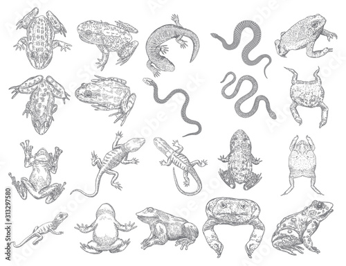 Large set of reptiles frog, toad, lizard and snakes. Stylized drawing of decorative drawn witchcraft, voodoo magic attribute. Illustration for Halloween. Vector