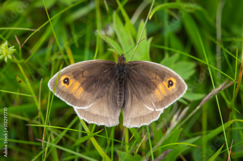 Meadow Brown butterfly on grass