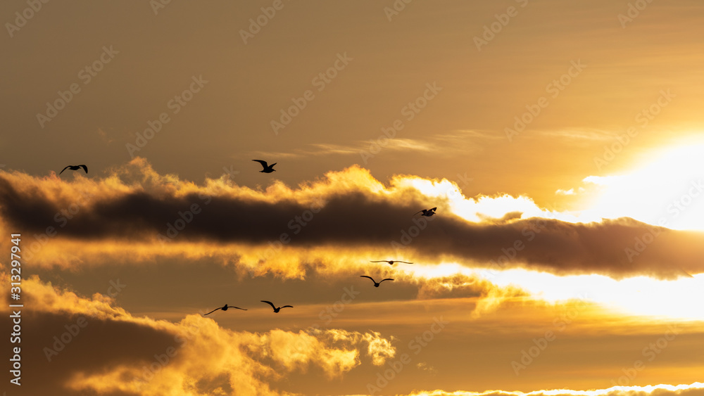 Birds, Clouds, Sunset