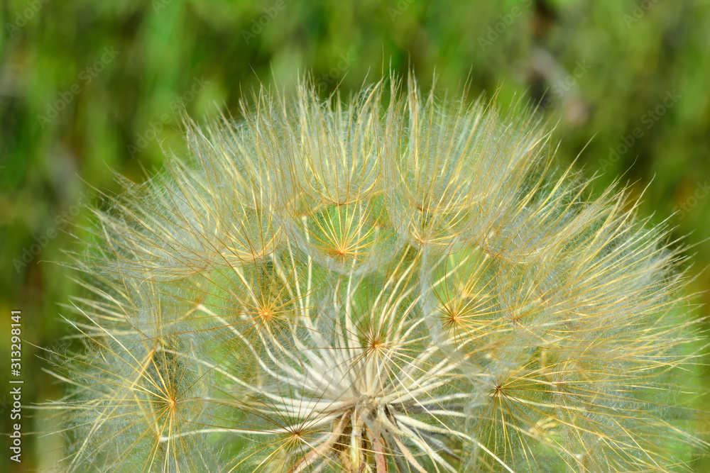 Dandelion seeds close up blowing in green background Dandelion seeds close up blowing in green background