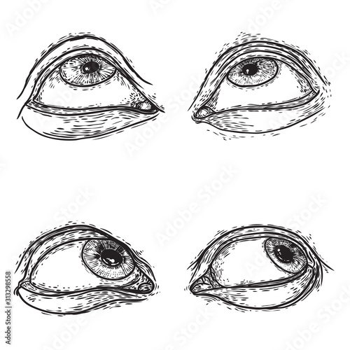 Set of various drawing of the human eye in different direction and emotion. All seeing eye, the symbol of the Masons as an option design element. Man vision. Vector.