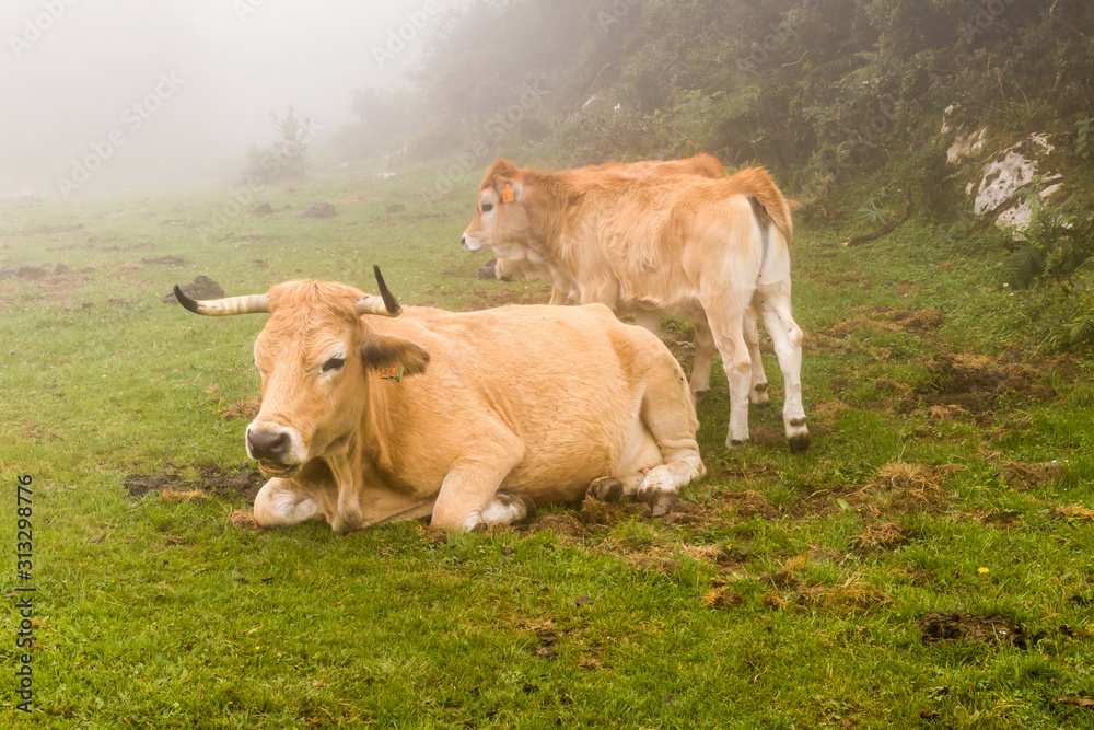 Cows in a misty meadow