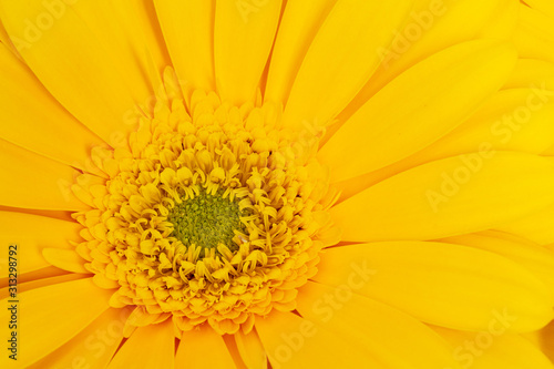 Yellow Geber daisy close up macro