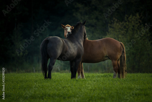 Konie na łące klacz koń © F33 Studio