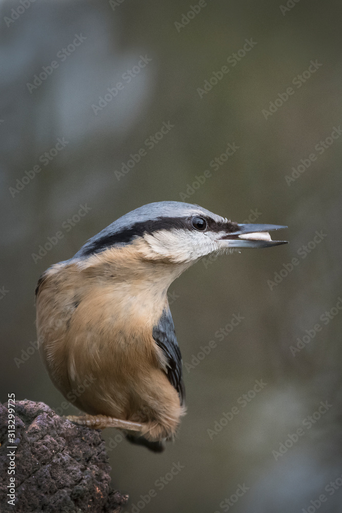 Fototapeta premium Nuthatch