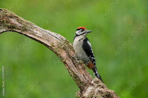 Great Spotted Woodpecker sitting on a branch