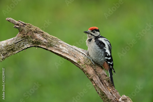 Great Spotted Woodpecker sitting on a branch