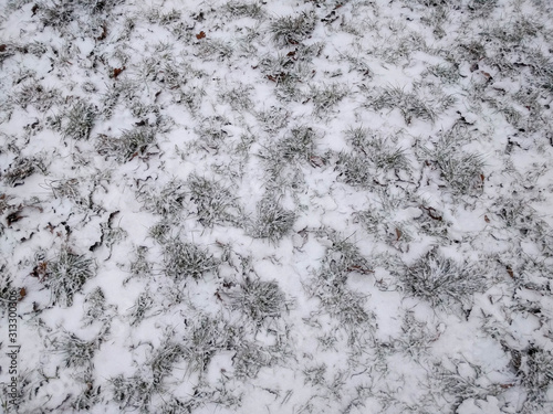 The grass is covered with fresh snow