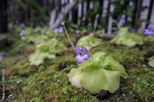 'Pinguicula gigantea' canivorous plant in the garden