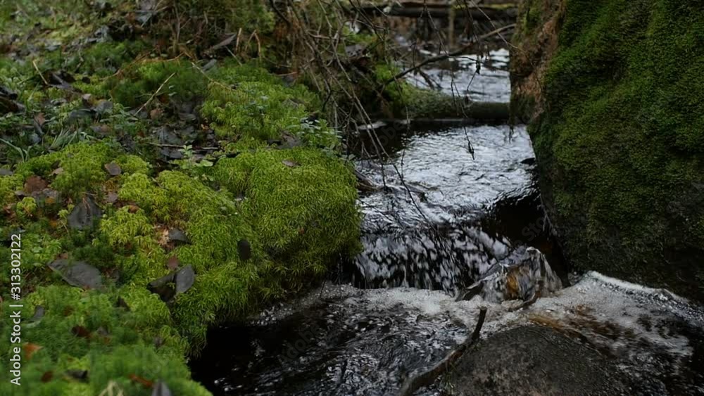 forest stream, clear water, green moss, waterfall panorama forest stream, clear water, green moss, waterfall panorama