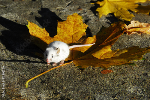 White mouse on a yellow sheet