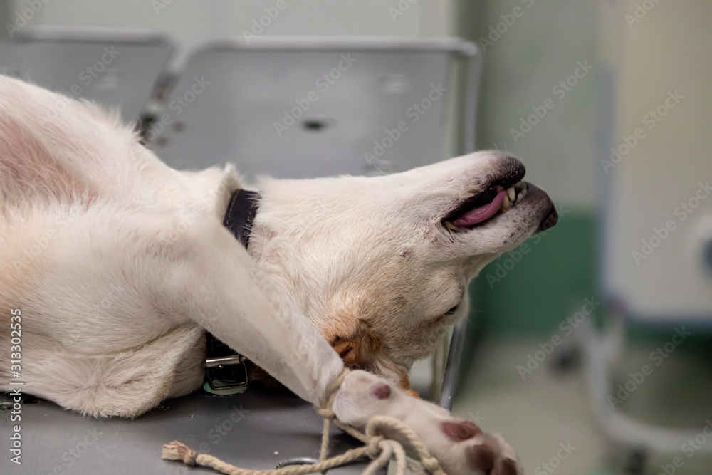 Closeup of a white dog under general anesthesia on an operating table in a veterinary clinic.