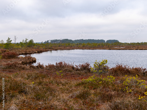 bog landscape with red mosses  small bog pines