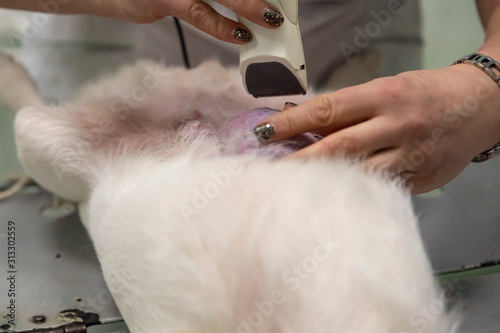 Vet clinic. Preparing the dog to remove a breast tumor. Shearing wool with a hair clipper around the tumor.