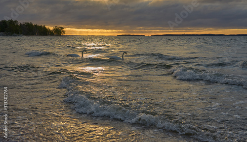 Couple of swans on a waving stormy sea on a sunset. Copy space.