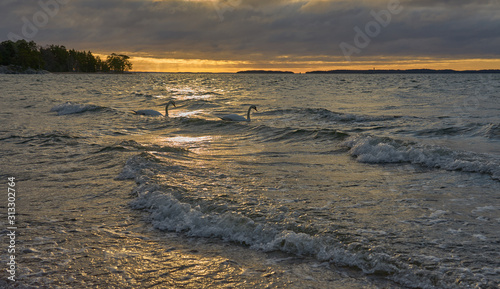 Wallpaper Mural Couple of swans on a waving stormy sea on a sunset. Copy space. Torontodigital.ca