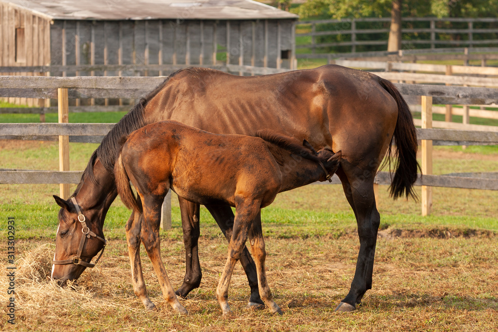 Horses on farm in early spring Horses on farm in early spring