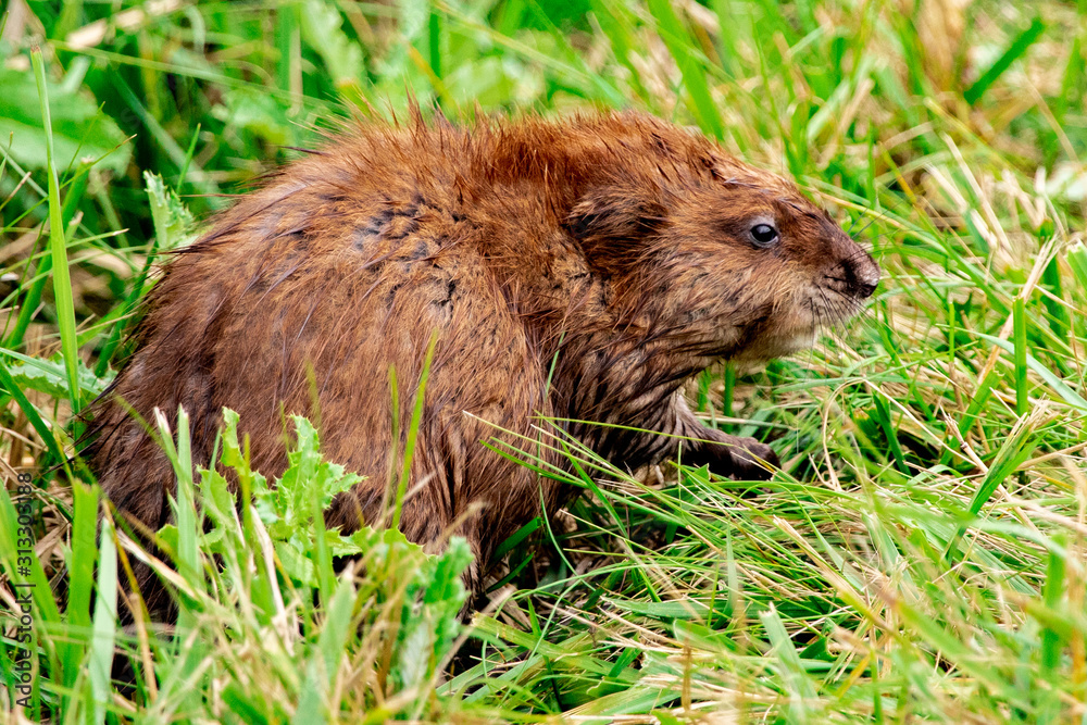 Fototapeta premium Groundhog or Marmot, Large North American Rodent